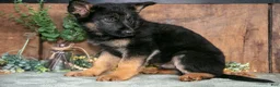 German Shepherd dogs for sale: Smokey - Ad 1