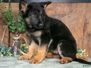 German Shepherd dogs for sale: Smokey - Ad 2