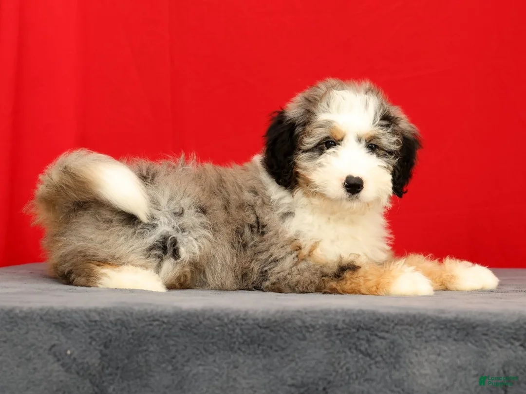 Mini Bernedoodle dogs for sale: River - Ad 1