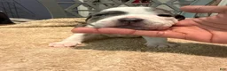 American Bully dogs for sale: Girl 2 - Ad 3