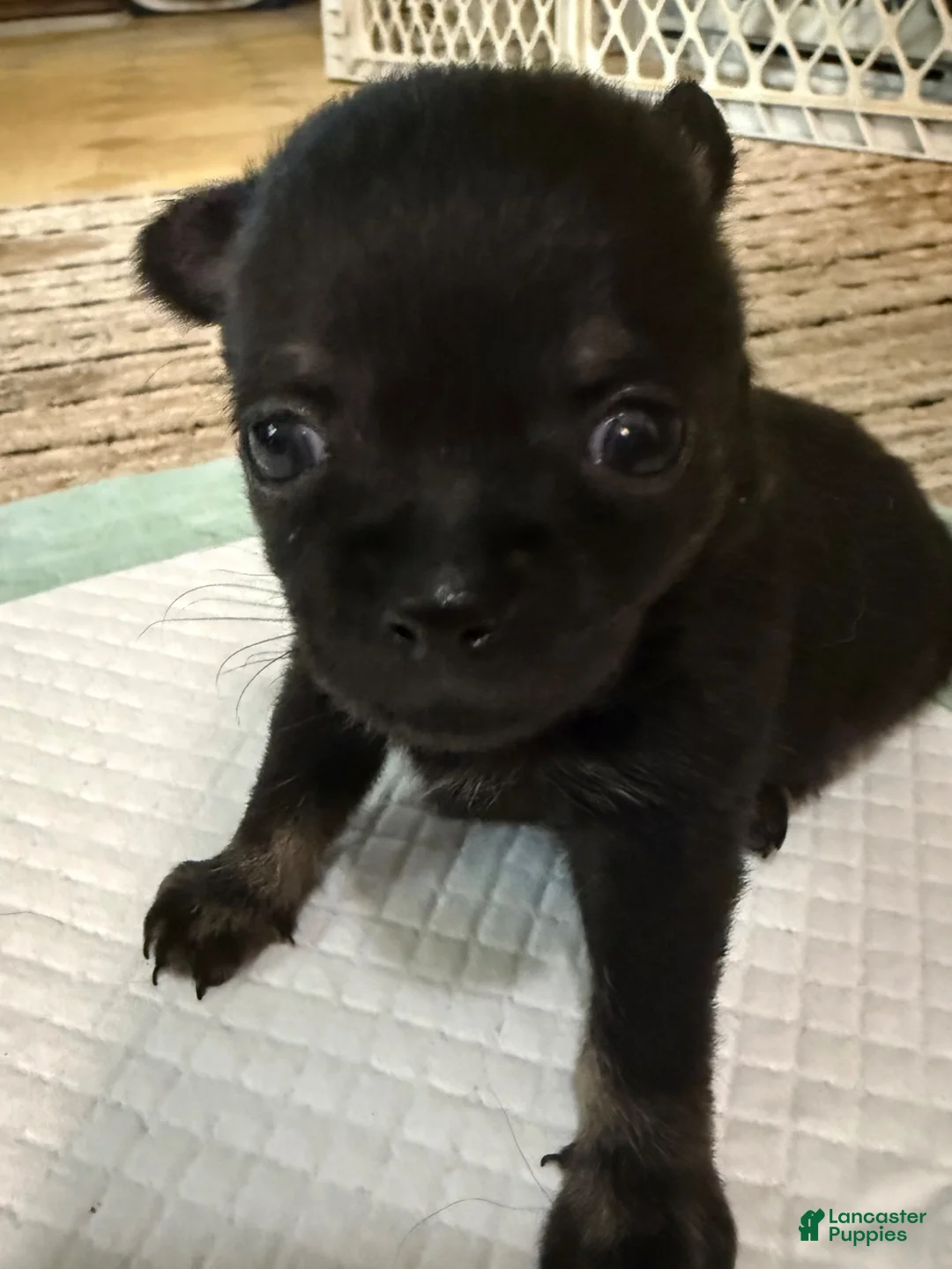 Chihuahua dogs for sale: AKC Snoopy, Black on white extra long coat boy  - Ad 43