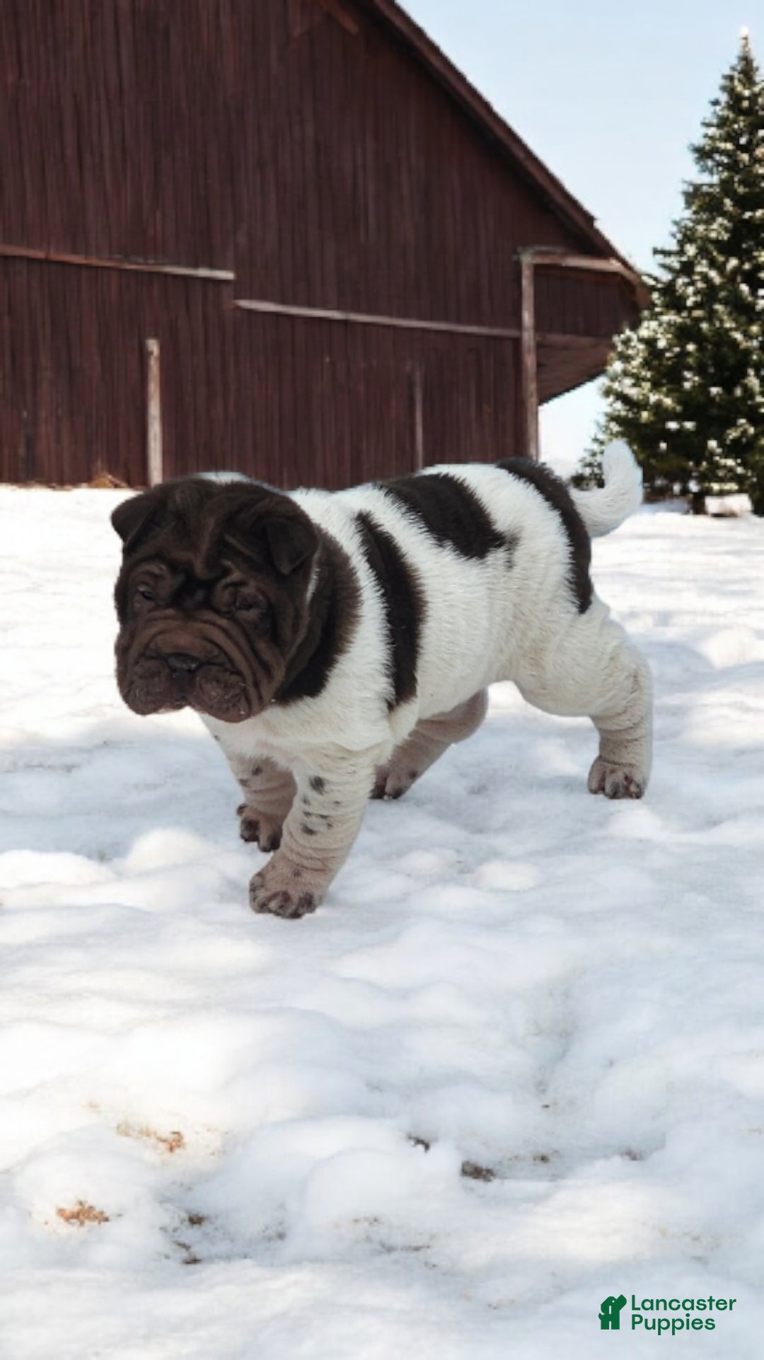 Shar Pei dogs for sale: Chucky chocolate flower mini  - Ad 5