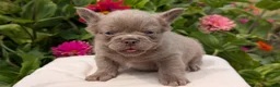 French Bulldog dogs for sale: Stella - Ad 5