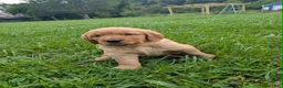 Golden Retriever dogs for sale: Maizey - Ad 6