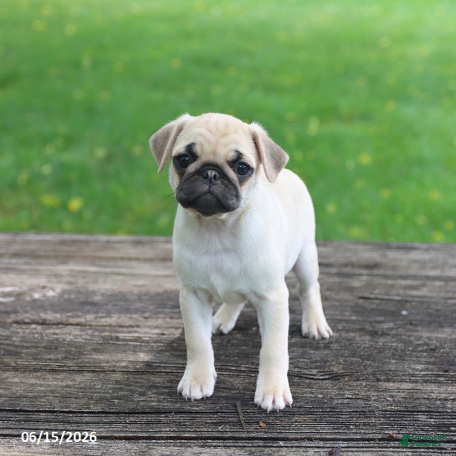 Pug dogs Lucy - Ad 2