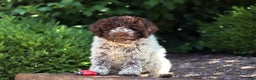 Lagotto Romagnolo dogs for sale: Mia - Ad 18