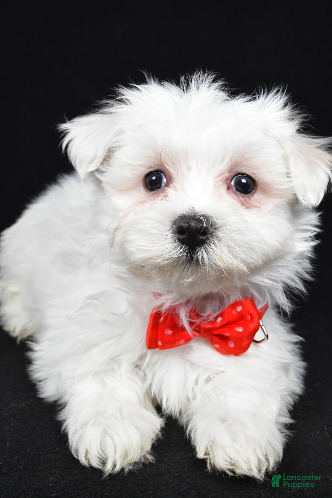 Maltese dogs for sale: Mason - Ad 4