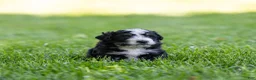 Bernedoodle dogs for sale: Brooks Bernedoodle Puppy  - Ad 5