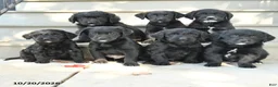 Mixed Breed dogs for sale: Chief - Ad 5