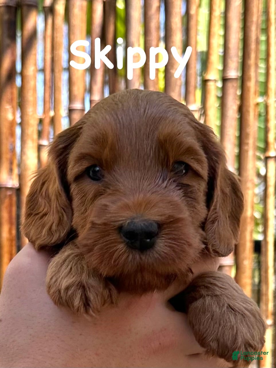 Australian Labradoodle dogs for sale: Skippy - Ad 5