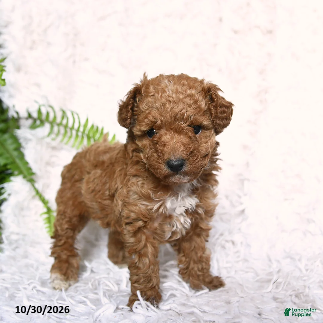 Toy Poodle dogs for sale: Paprika - Ad 5