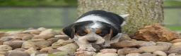 Beagle dogs for sale: Cruz  - Ad 8