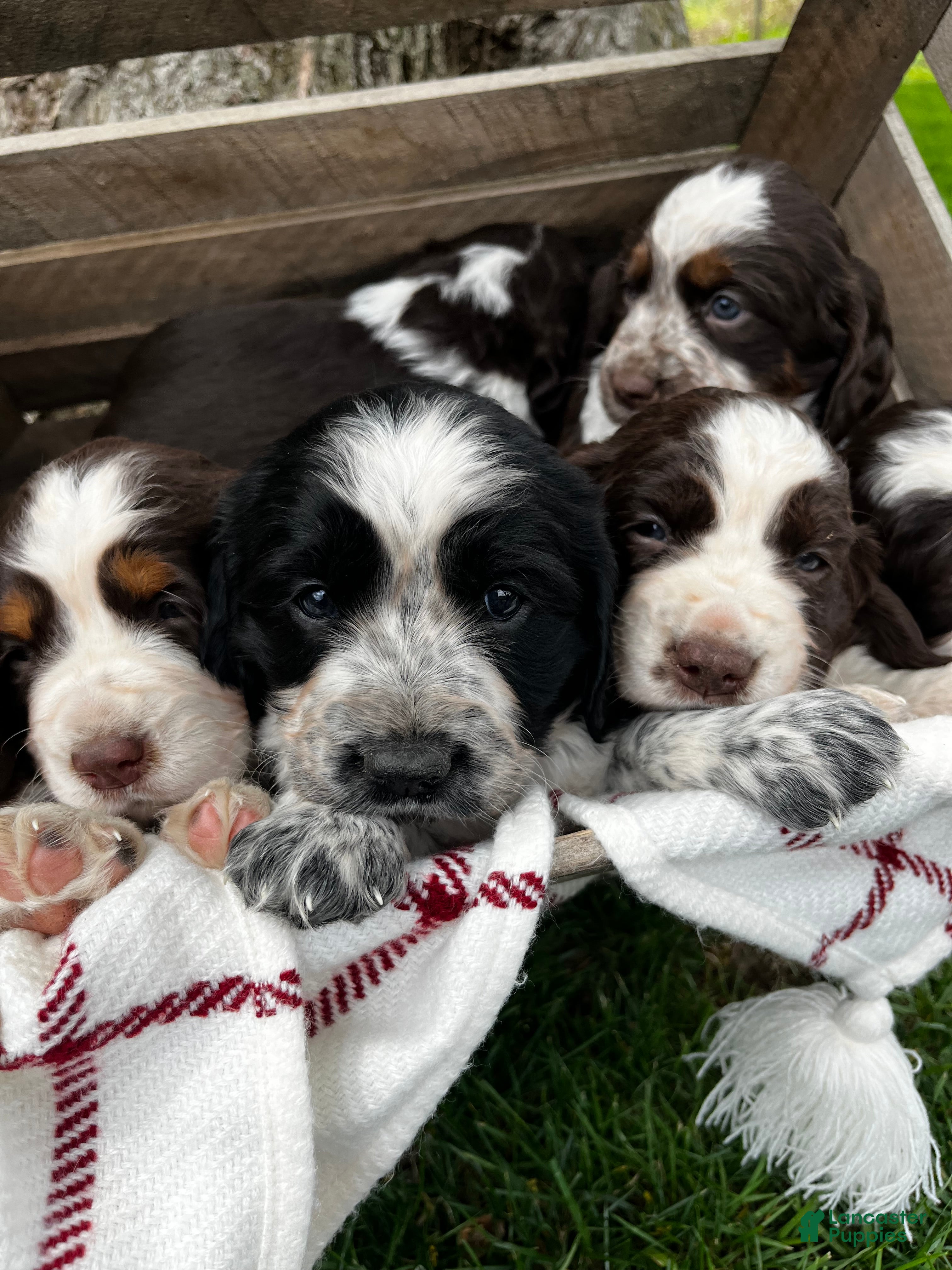 English Springer Spaniel dogs Pansy - Ad 1