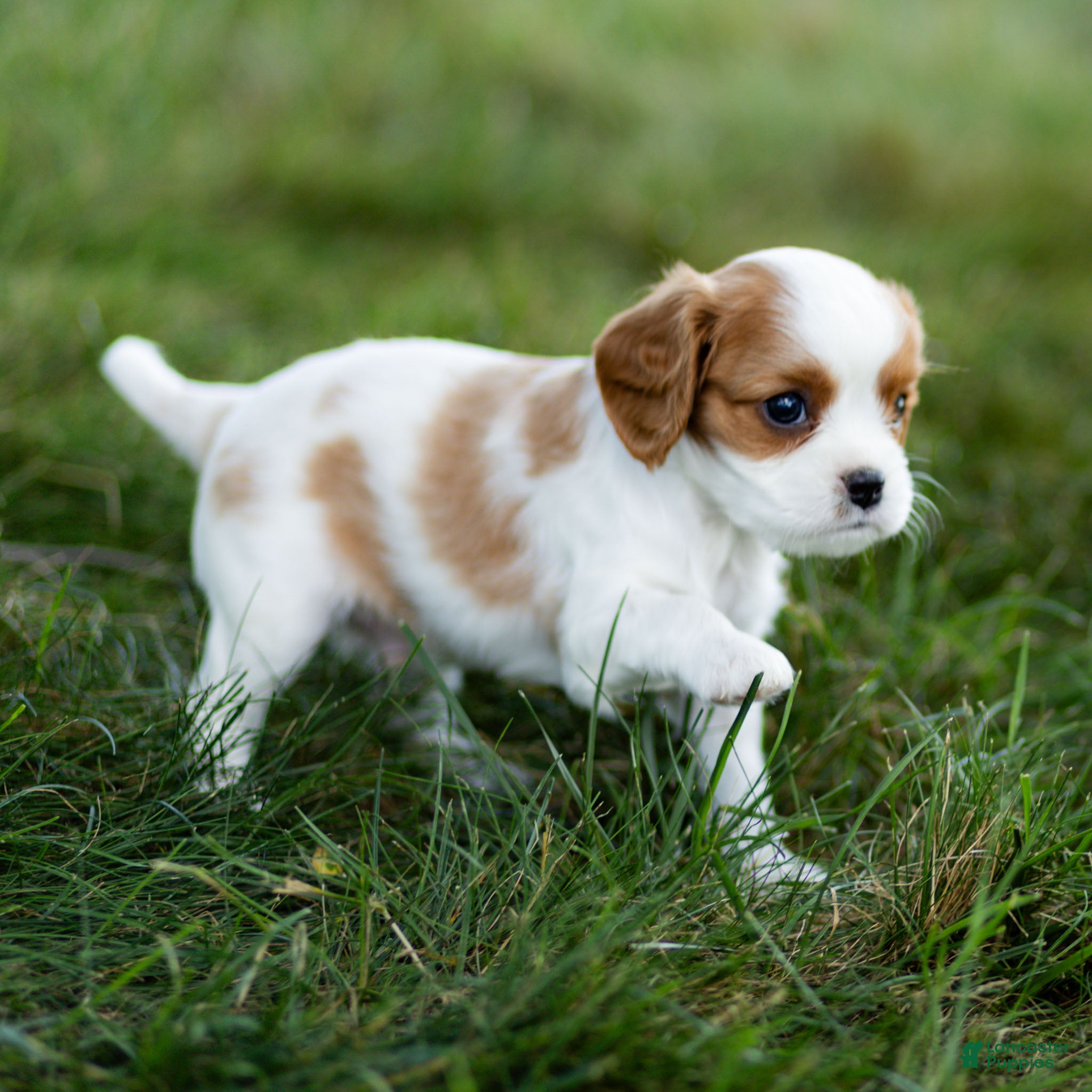 Cavalier King Charles Spaniel dogs Fitz Cavalier King Charles Spaniel  - Ad 2