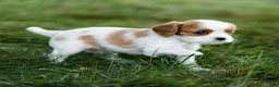 Cavalier King Charles Spaniel dogs for sale: Fitz Cavalier King Charles Spaniel  - Ad 2