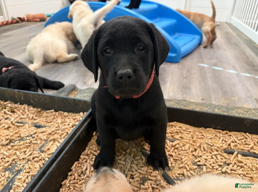 Labrador Retriever dogs for sale: Korra - Ad 4