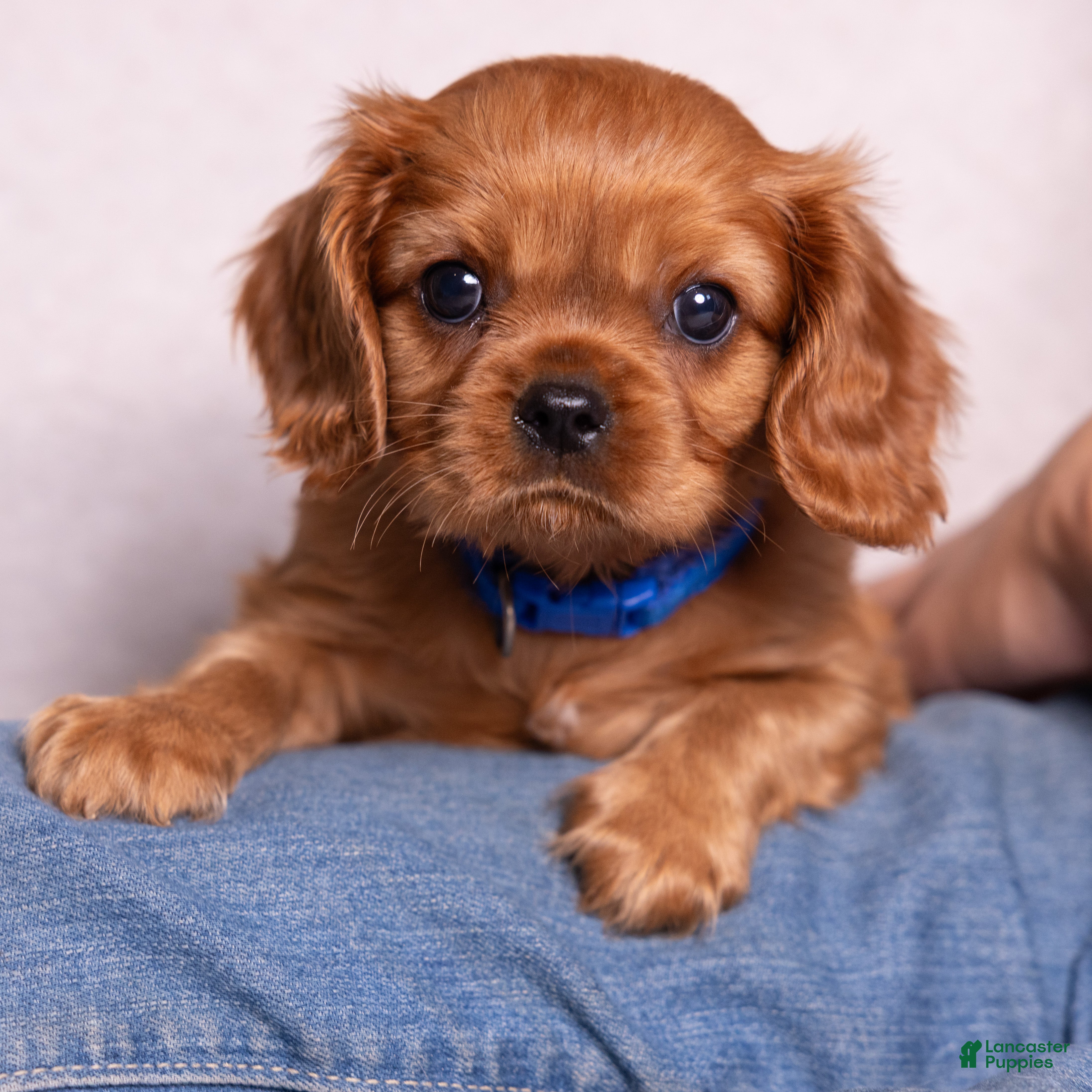 Cavalier King Charles Spaniel dogs Neil - Ad 2