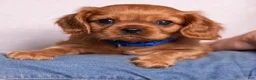 Cavalier King Charles Spaniel dogs for sale: Neil - Ad 8