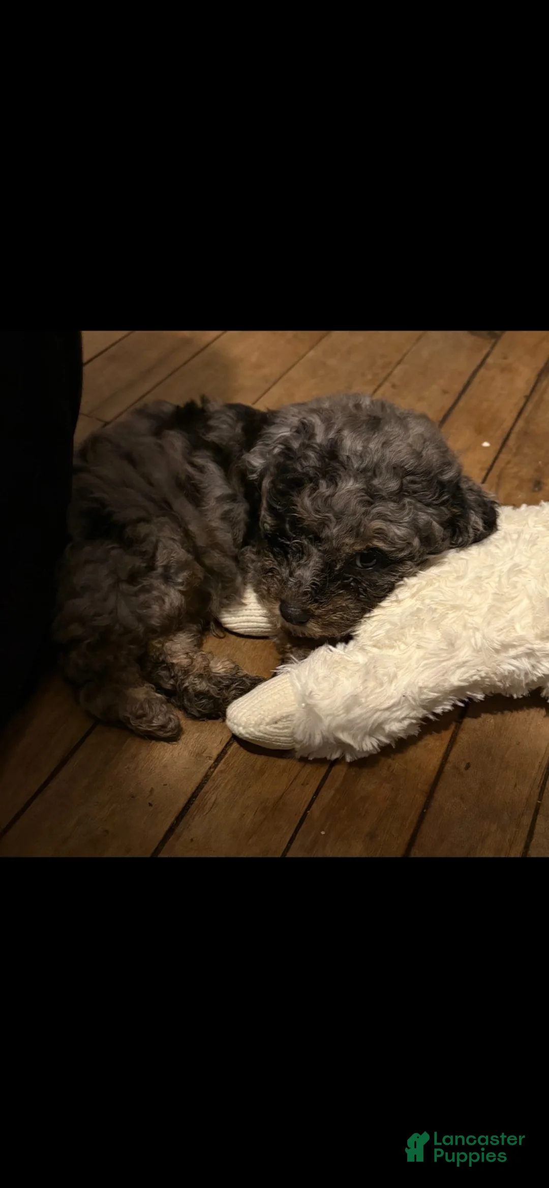 Toy Poodle dogs for sale: Leah  - Ad 2