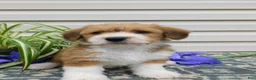 Corgipoo dogs for sale: Les - Ad 3