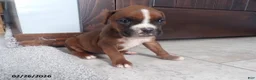 Boxer dogs for sale: Roxy - Ad 6