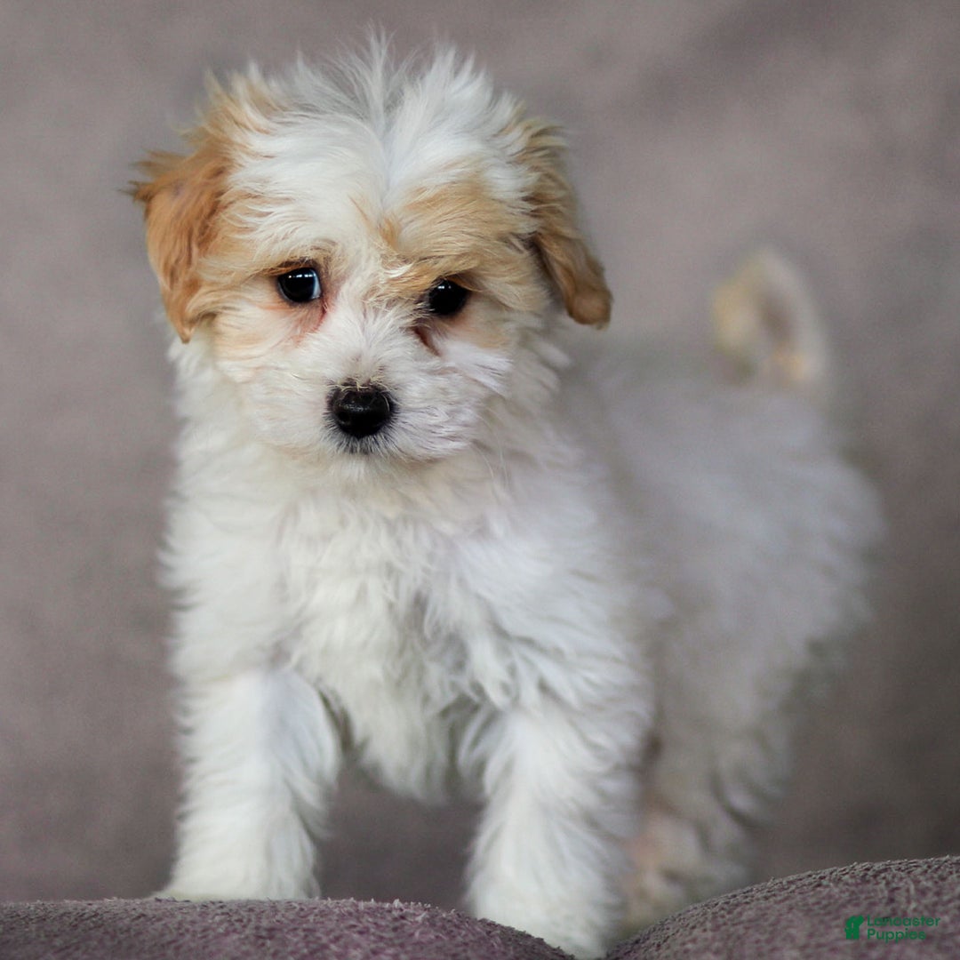 Maltipoo dogs for sale: Sabrina - Ad 1