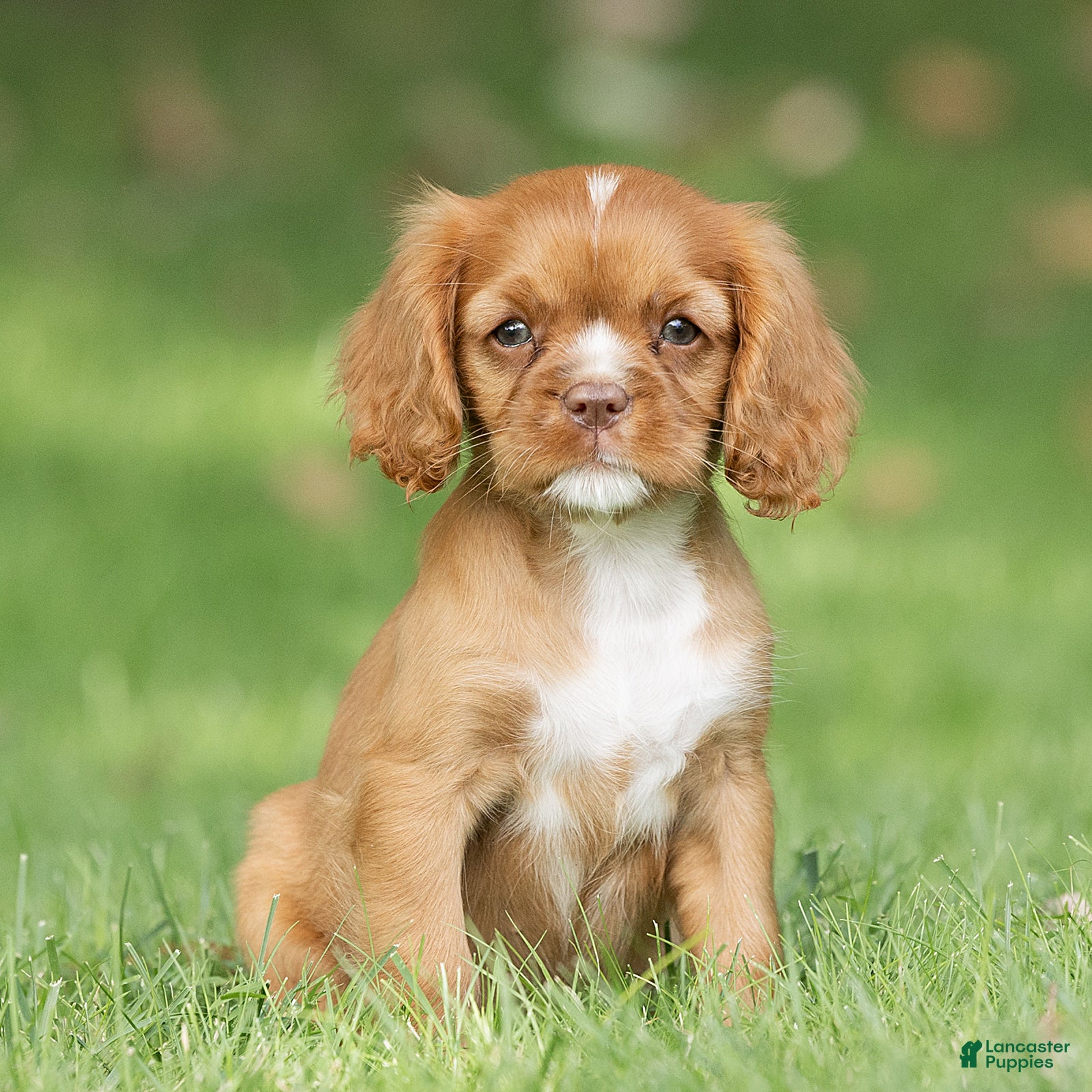 Cavalier King Charles Spaniel dogs Bubbles Cavalier King Charles Spaniel  - Ad 1