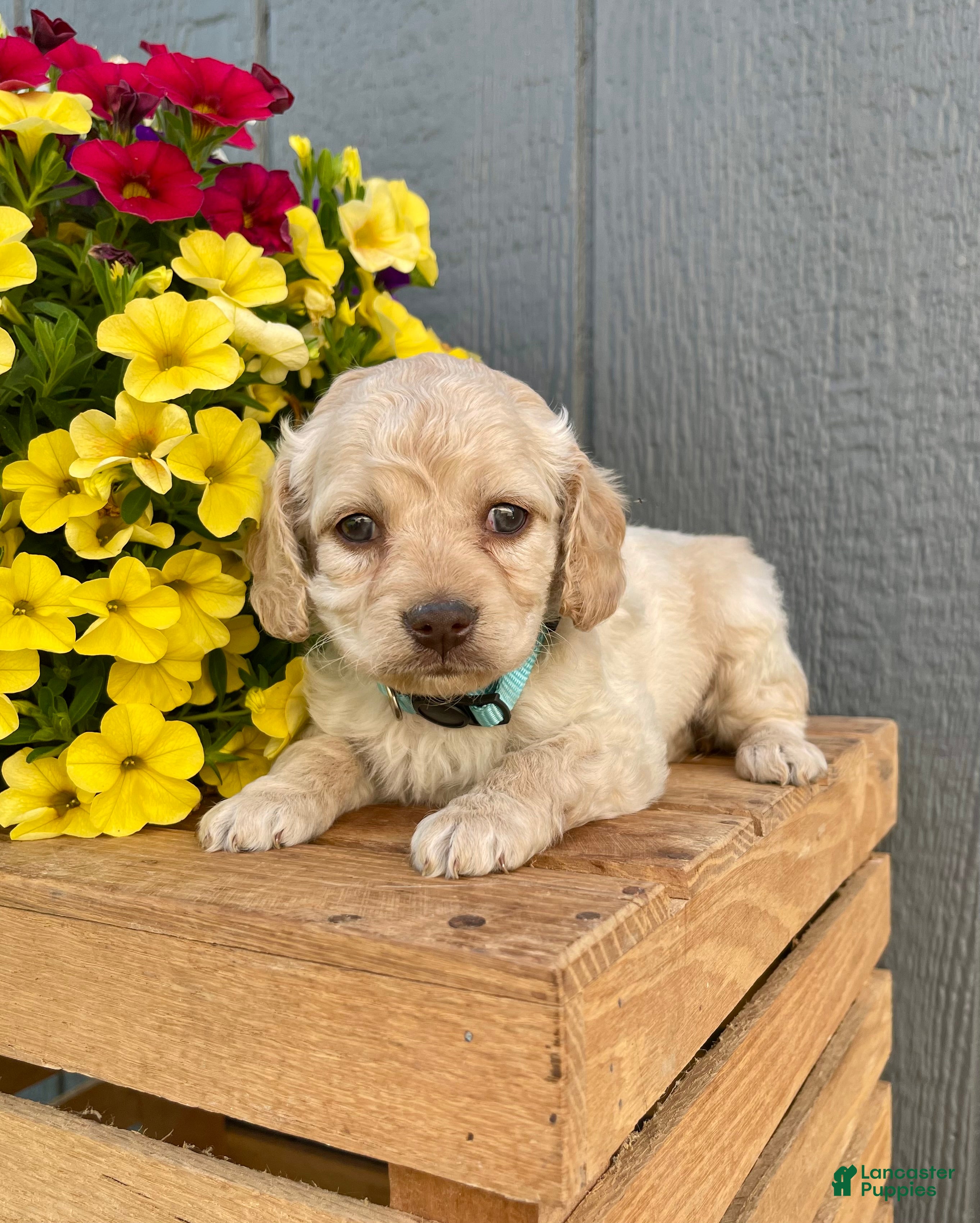 Cockapoo dogs Lily - Ad 1