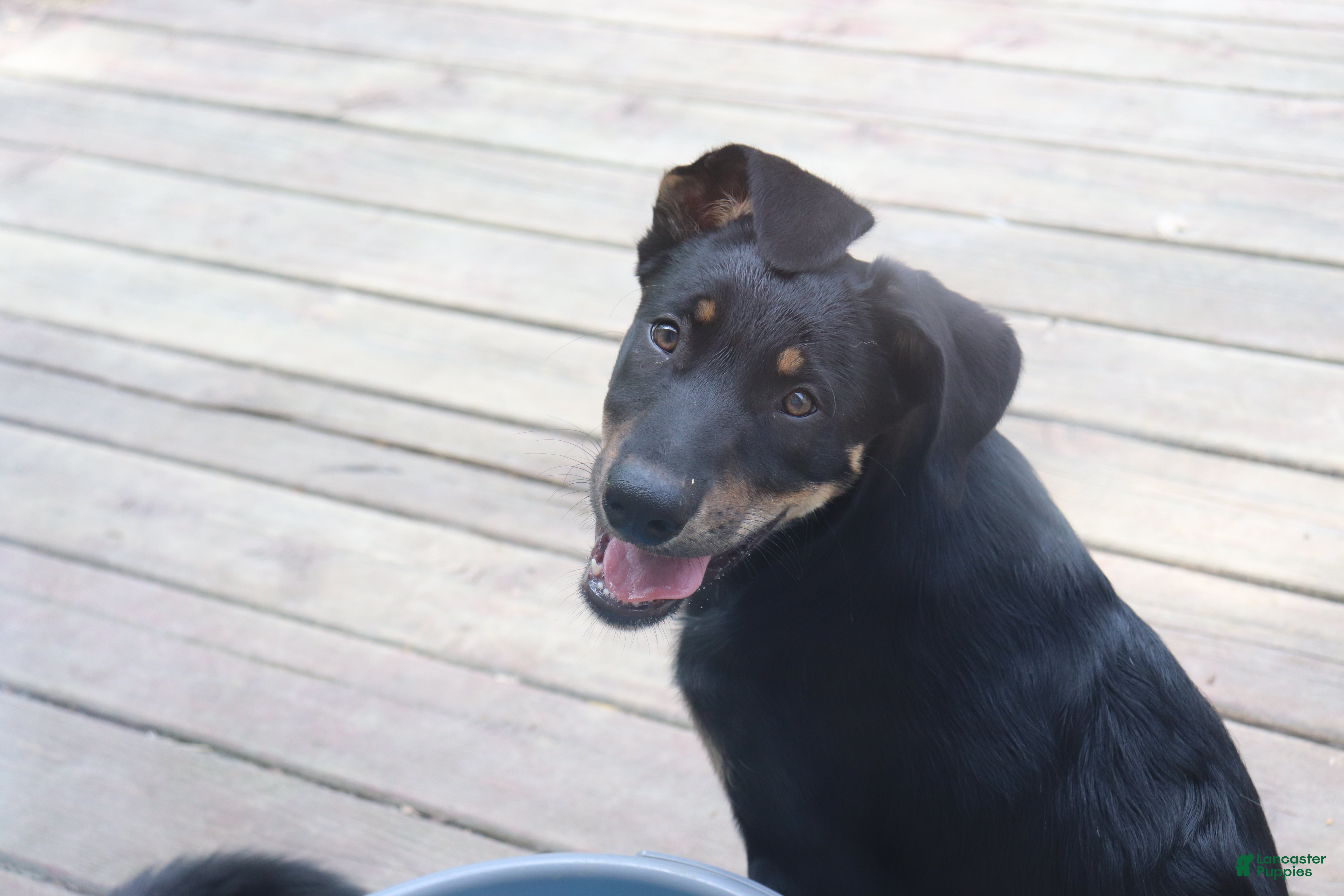 Other breed dogs Brownie - Ad 1