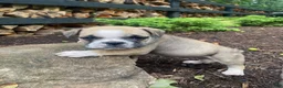 Mixed Breed dogs for sale: Bandit - Ad 8