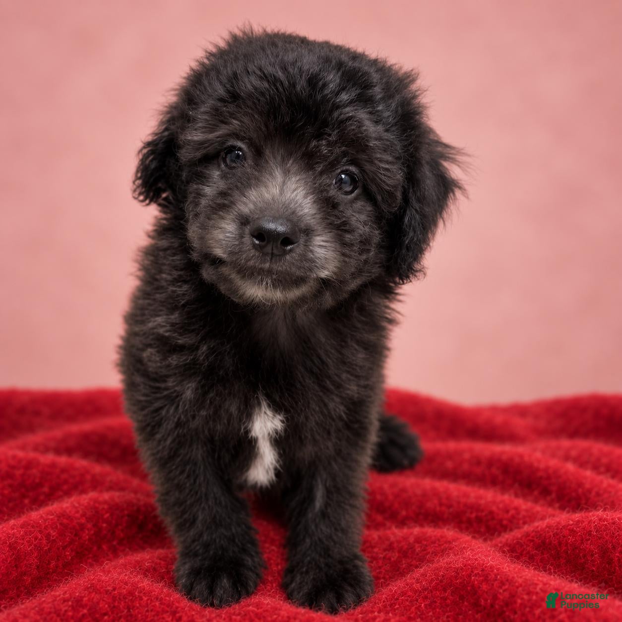 Toy Poodle dogs for sale: Toy Poodle 2 - Ad 4