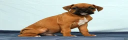 Boxer dogs for sale: Rover - Ad 8