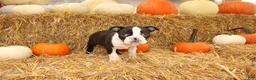 Boston Terrier dogs for sale: Jared - Ad 8