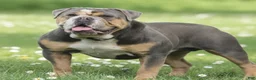 Olde English Bulldogge dogs for sale: Baby Girl - Ad 14