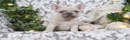 French Bulldog dogs for sale: Turbo - Ad 4