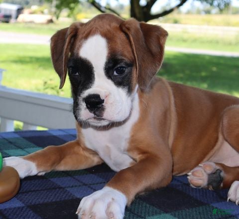 Boxer dogs Allison - Champ lines - Ad 2