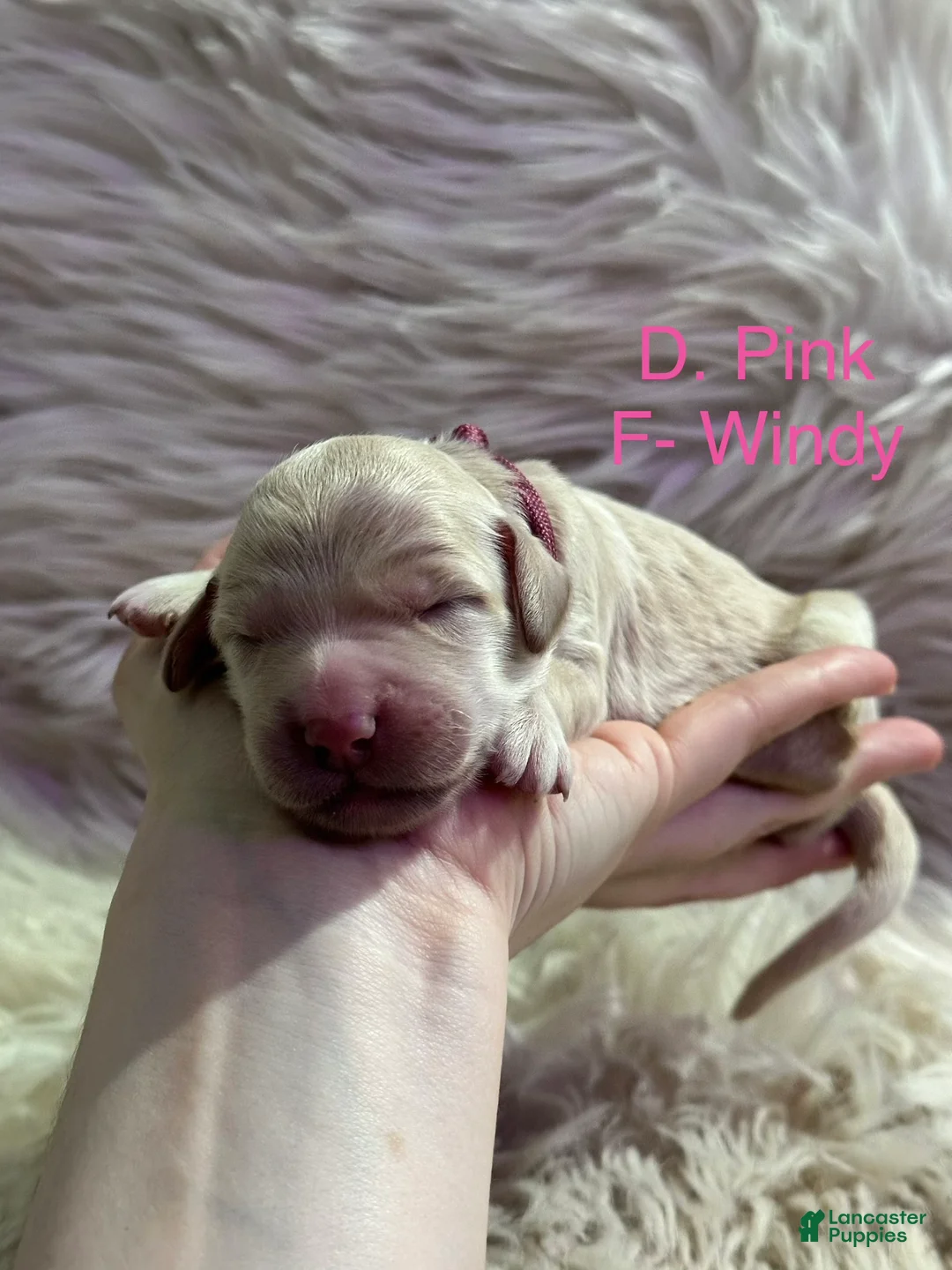 Goldendoodle dogs for sale: Goldendoodle Puppy 5 - Ad 1