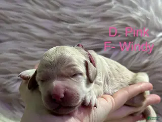 Goldendoodle dogs Goldendoodle Puppy 5 - Ad 4