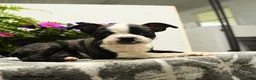 Boston Terrier dogs for sale: Nolan - Ad 3