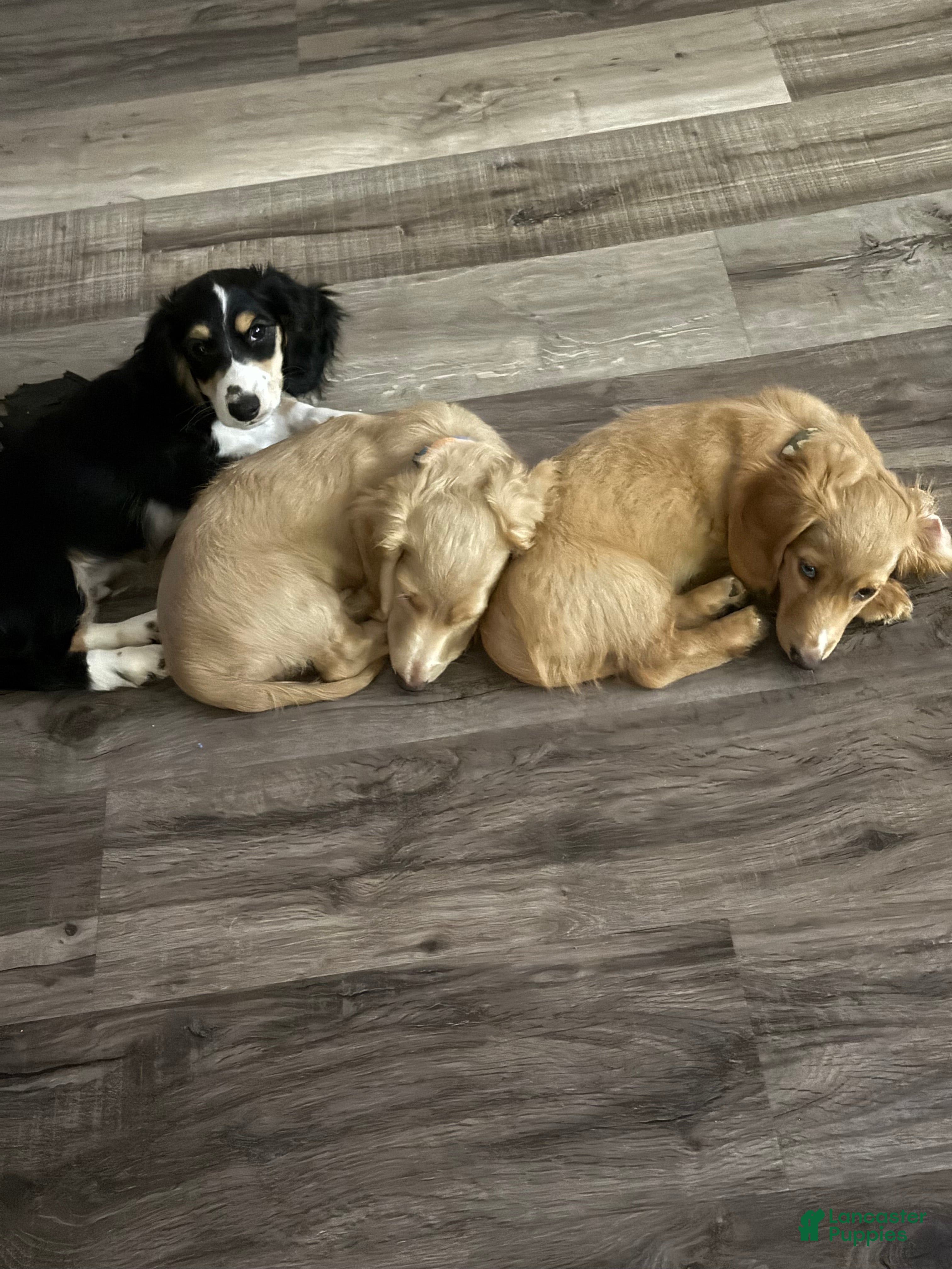 Miniature Dachshund dogs Miniature Dachshund 2 - Ad 25