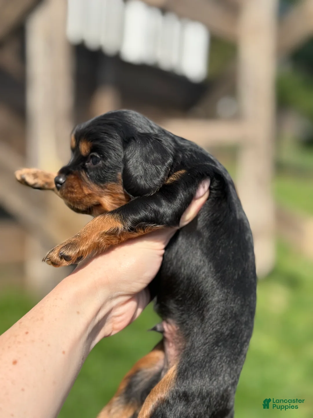 Cavapoo dogs for sale: Cavapoo Puppy 2 - Ad 2