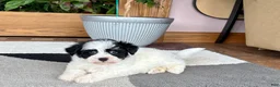 Havapoo dogs for sale: Havapoo boy 2 - Ad 8