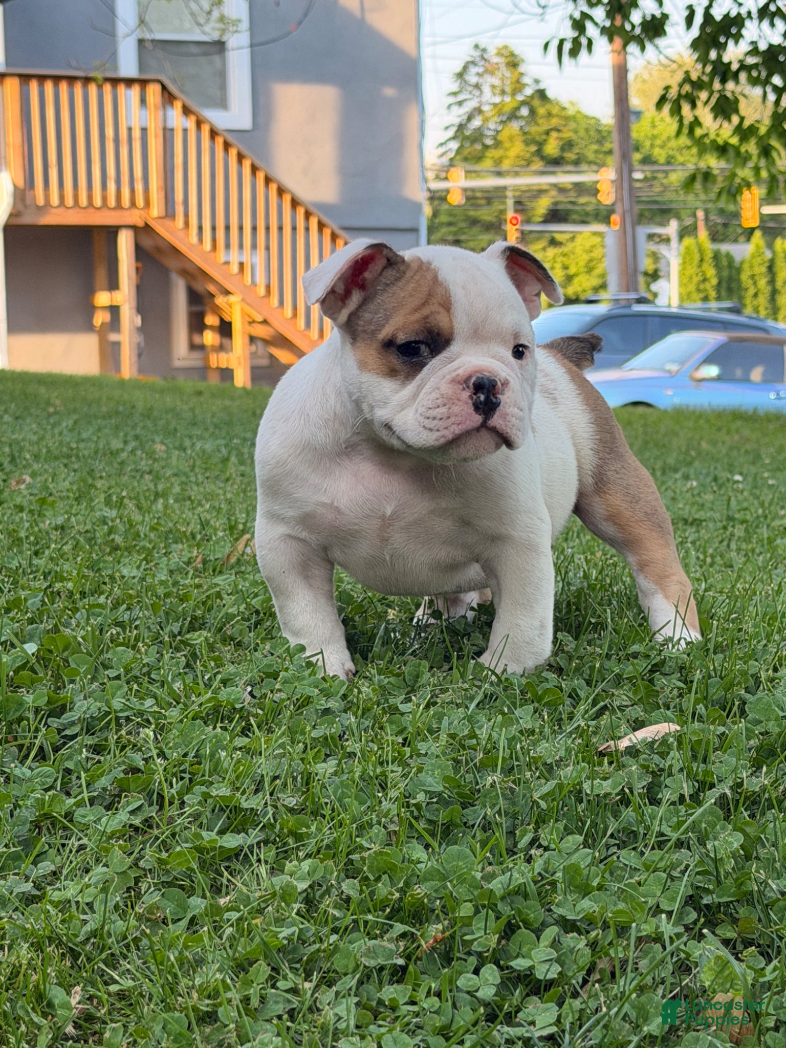 American Bully dogs for sale: American Bully Puppy 1 - Ad 8