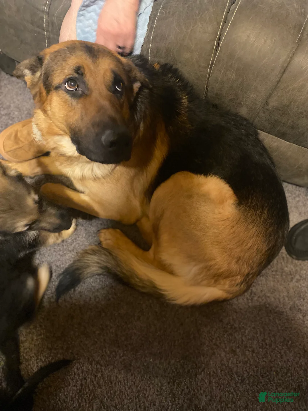 German Shepherd dogs for sale: German Shepherd Puppy 3 - Ad 4