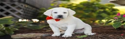 Labrador Retriever dogs for sale: Stormy - Ad 6