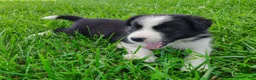 Border Collie dogs for sale: Piper - Ad 12