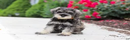 Miniature Schnauzer dogs for sale: Charlie - Ad 4