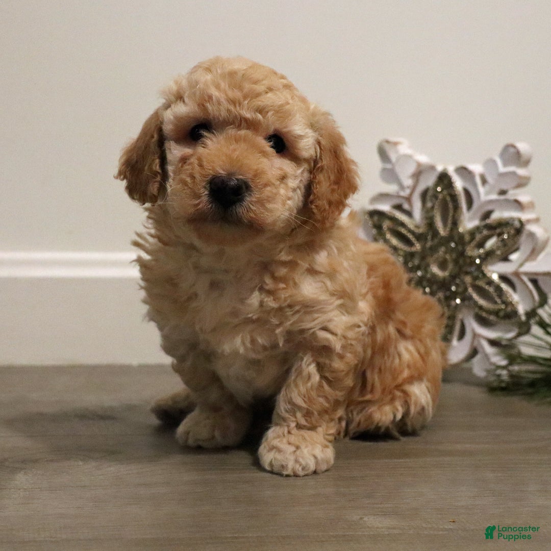 Miniature Poodle dogs for sale: Buddy - Ad 3