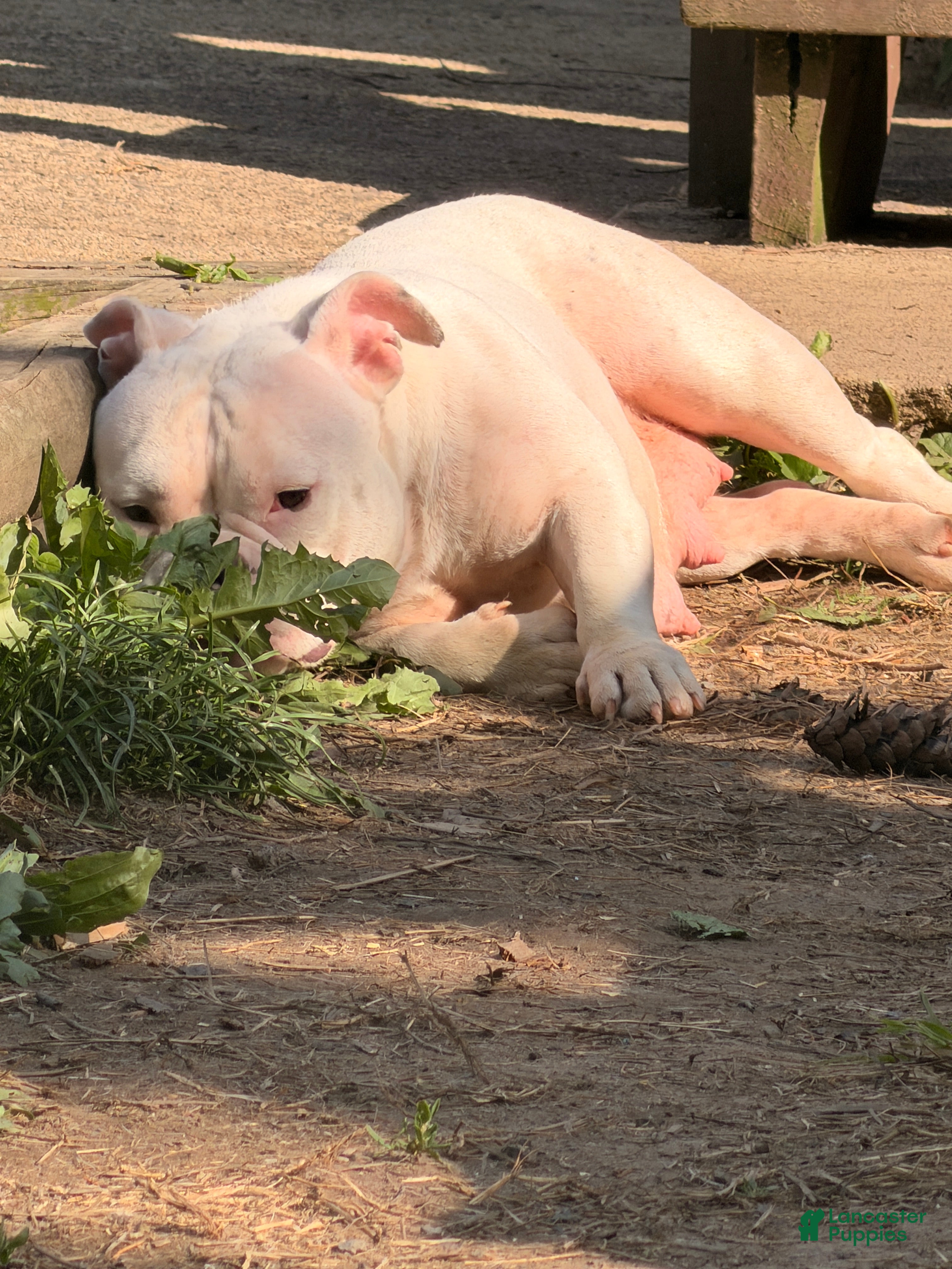 American Bully dogs for sale: American Bully Puppy 1 - Ad 1