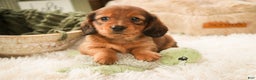 Miniature Dachshund dogs for sale: Tinsel - Ad 5